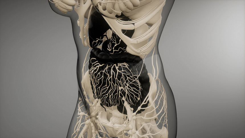 人体消化系统部件功能的三维图示人体消化系统的部分功能图片