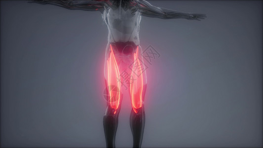 大腿肌肉可见肌肉解剖图图片