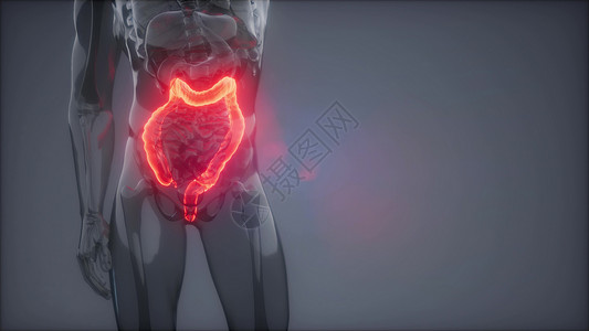 科学解剖扫描人类结肠放射学检查高清图片