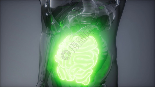 小肠吸收人体小肠发光的科学解剖扫描人体小肠放射学检查背景