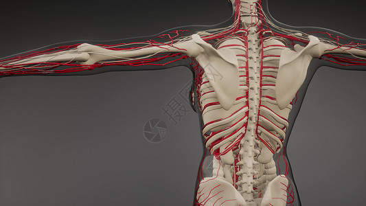 人体学人体血管的科学解剖扫描人体的血管背景