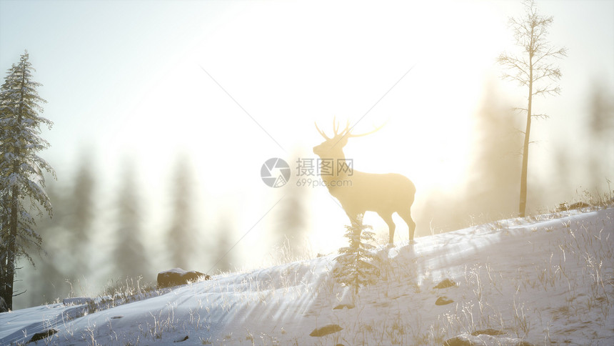 骄傲的高贵鹿雄冬天的雪山森林里骄傲的高贵鹿雄冬天的雪林图片