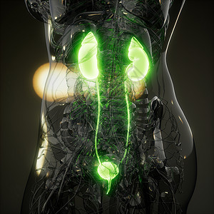 人体肾脏发光的科学解剖扫描人体肾脏的科学解剖扫描图片