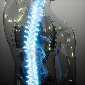 背部骨骼脊骨背痛人体脊柱骨骼发光的科学解剖扫描背部骨头背痛背景