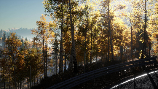 相机森林里沿路移动,阳光透过树叶照耀森林里的路阳光照耀着图片