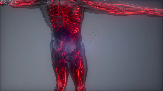 红色页头素材人体血管的科学解剖扫描人体的血管背景
