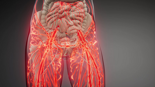 人体血管的科学解剖扫描人体的血管图片