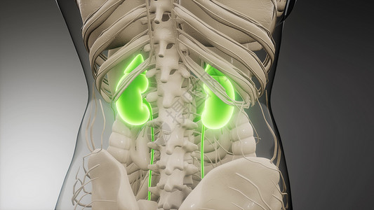 三维医学上准确地说明了肾脏医学上准确地说明肾脏高清图片