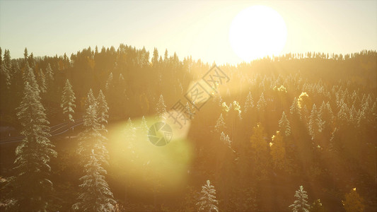夏季日出阳光下的松林日出日落下的森林图片