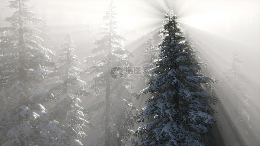 冬天山坡上松林中雾蒙蒙的雾山坡上松林中薄雾图片