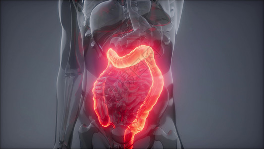 腹部横向人类结肠发光的科学解剖扫描人类结肠放射学检查背景