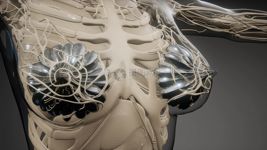 三维医学上准确地说明了个肥胖的妇女乳腺医学上准确的说明肥胖妇女的乳腺图片