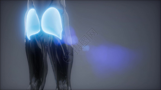 臀大肌腿部肌肉解剖动画图片