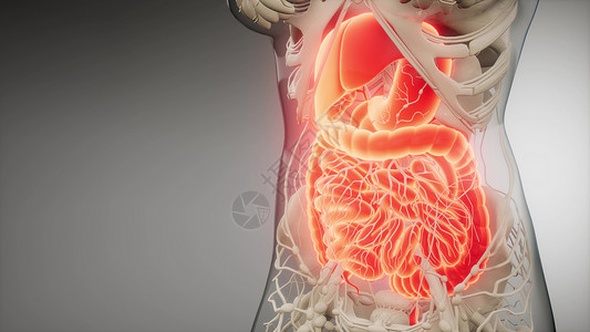内镜检查科学腹部高清图片