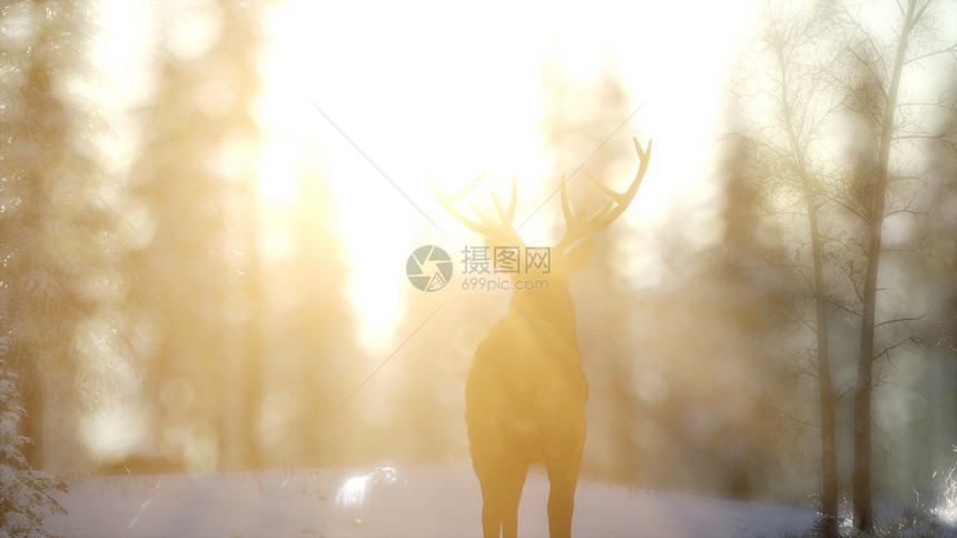 骄傲的高贵鹿雄冬天的雪山森林里骄傲的高贵鹿雄冬天的雪林图片