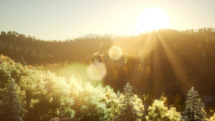 阳光穿过森林中的树枝阳光穿过树枝图片
