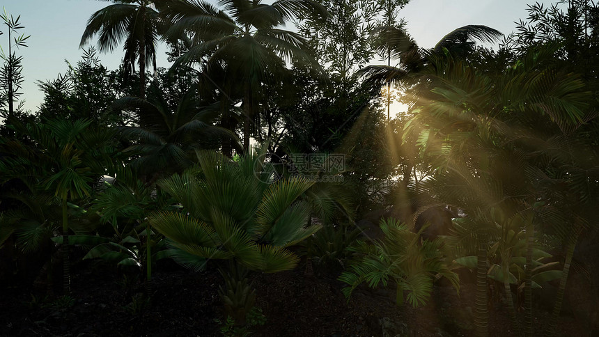 阳光穿透茂密的绿色树冠,亚热带雨林丛林荒野,新西兰阳光穿透浓密茂盛的绿色树冠图片