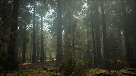 日落巨大的森林,红杉公园,加利福尼亚图片