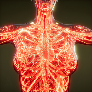 人体血管的科学解剖扫描人体的血管背景图片