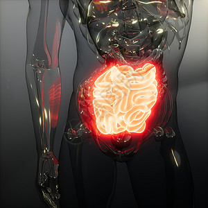 人体小肠发光的科学解剖扫描人体小肠放射学检查图片