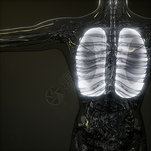 烟肺人体肺发光的科学解剖扫描人类肺部放射学检查背景