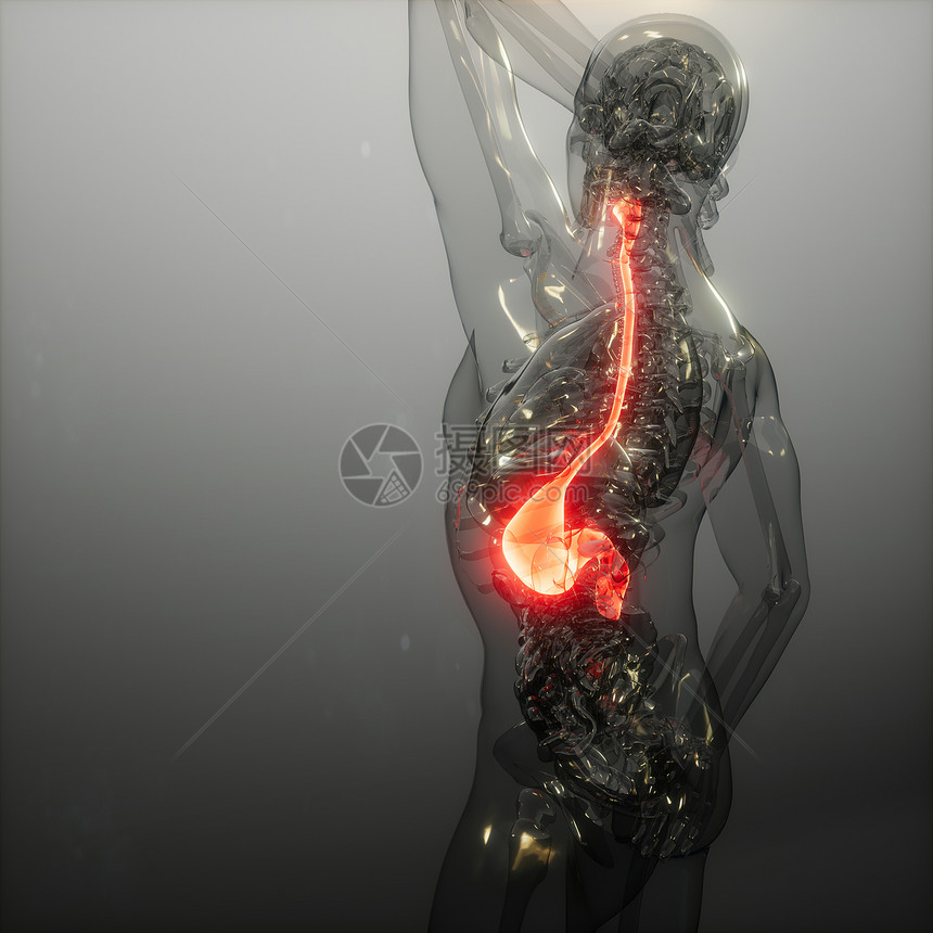 人体胃发光的科学解剖扫描人体胃放射学检查图片