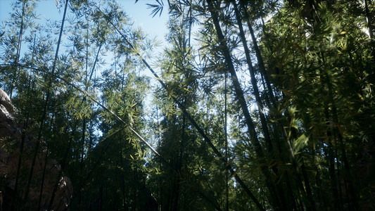 马来西亚热带雨林竹树的兰斯克图片