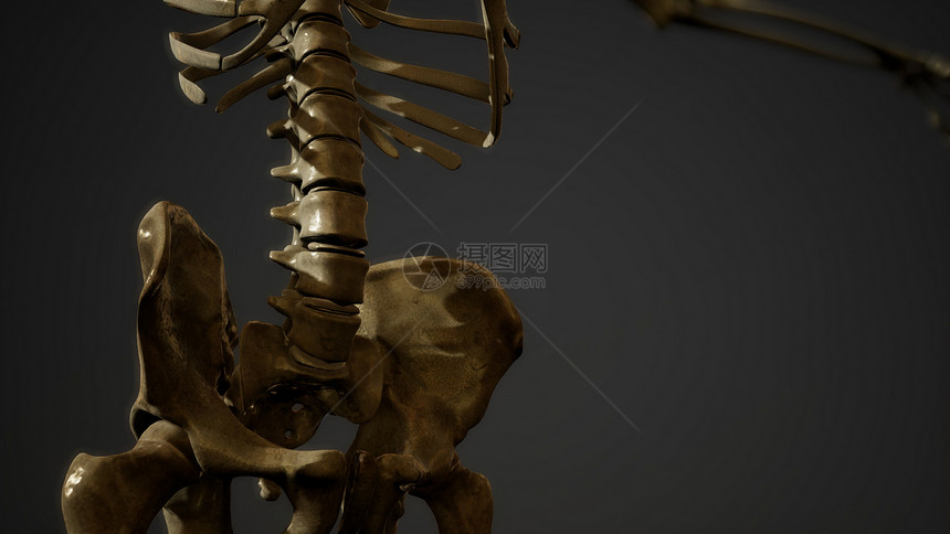 人类骨骼的骨头图片