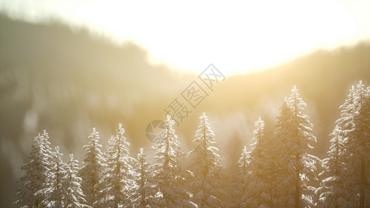 山林中灿烂的圣诞景象五颜六色的冬季日出图片