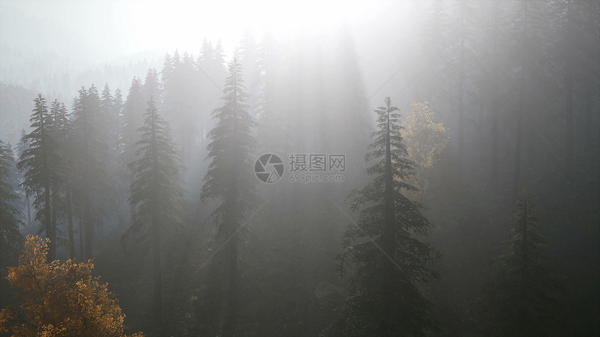 秋日晨雾8k林秋天早晨薄雾中的8k森林图片