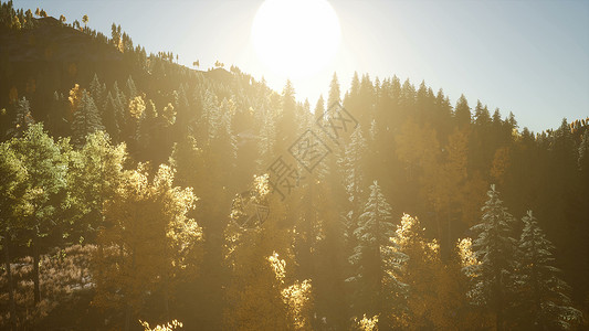 太阳的8k射线穿过森林的树枝太阳的8k射线穿过树枝图片