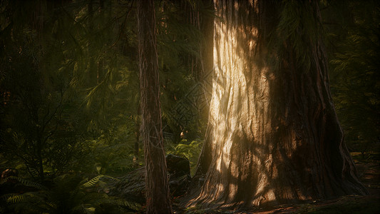 加州红杉公园夏季8k巨型红杉树红杉公园的夏季,8K巨大的红杉树图片