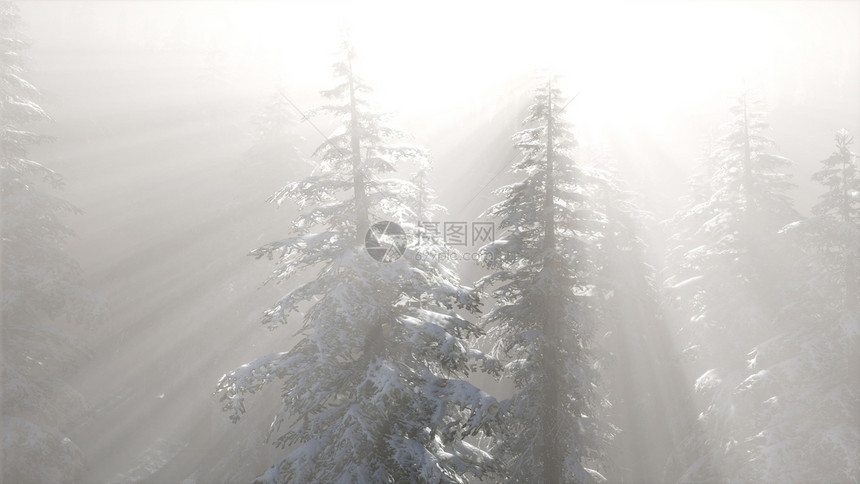 冬天山坡上松林中雾蒙蒙的雾山坡上松林中薄雾图片