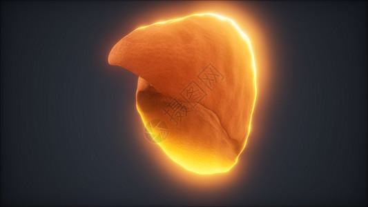 循环三维呈现医学上准确的人类肝脏动画图片