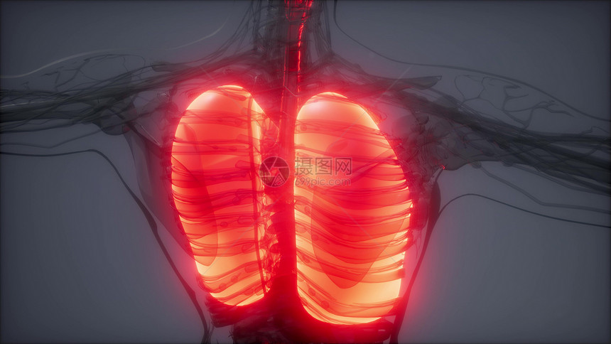 人体肺发光的科学解剖扫描人类肺部放射学检查图片