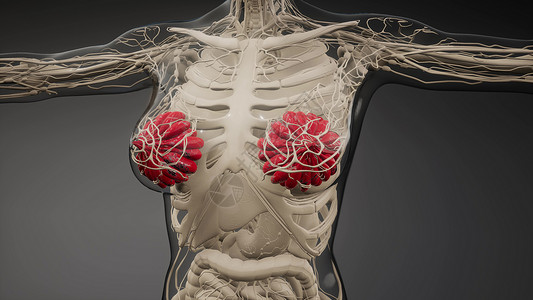 三维医学女性胸部图片