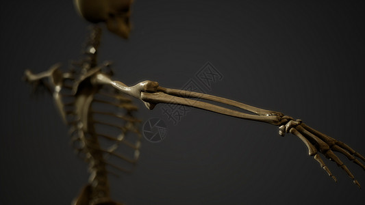 耻骨痛人类骨骼的骨头背景