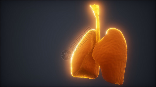 人类肺的三维动画背景图片