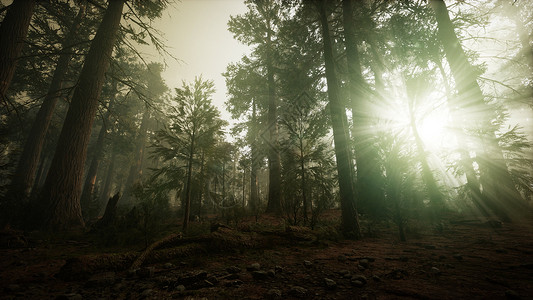 红木森林雾日落风景图片