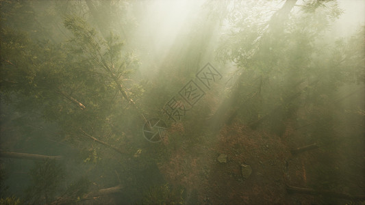 无人机冲破迷雾,展示红木松树图片