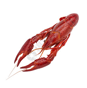 新鲜煮红小龙虾,白色背景上分离上面的风景图片