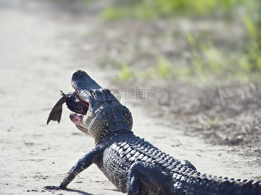 美国鳄鱼小径上吃条大的黑色牛头鲶鱼图片