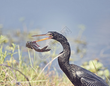 阿辛加鸟与条大鱼佛罗里达湿地背景图片