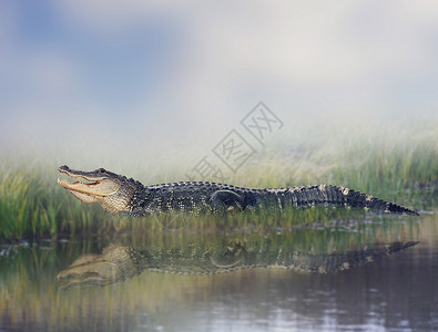 美国鳄鱼池塘附近休息图片