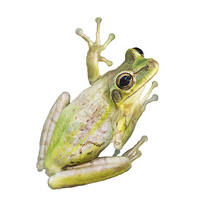 树蛙水彩隔离白色背景上图片