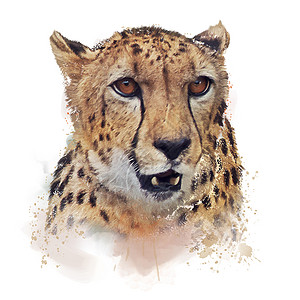 猎豹肖像水彩插图白色背景图片