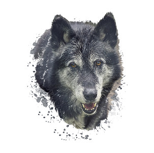木材狼的数字绘画白色背景上的水彩插图图片