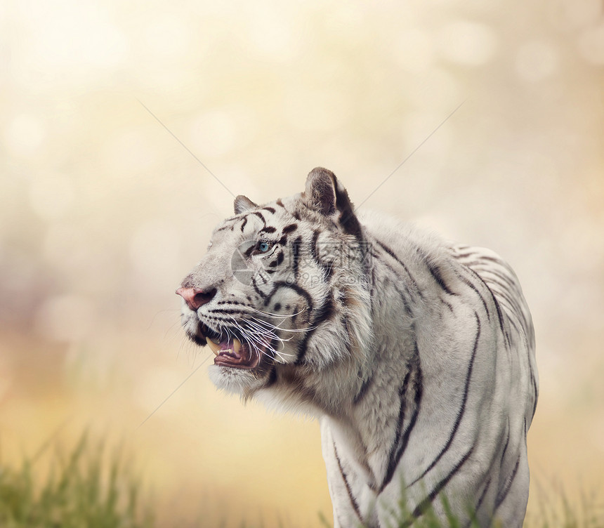 阳光背景下的白色老虎肖像图片