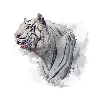 白色背景上的白色老虎水彩插图图片