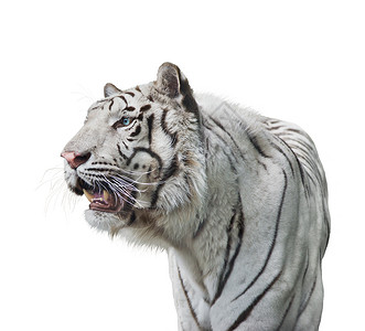 白色背景上隔离的白色老虎肖像图片